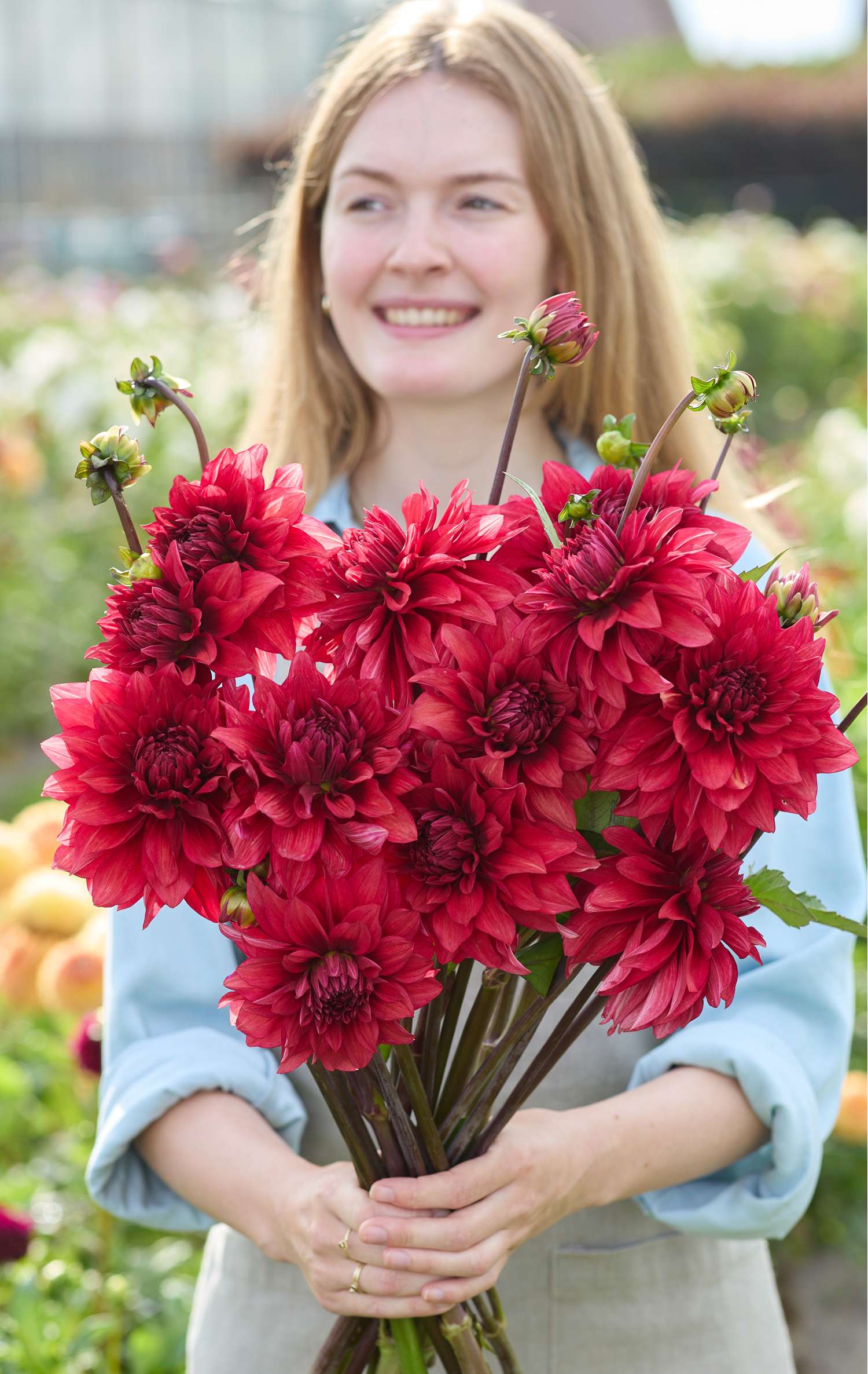 Dahlie ‘Amarone’